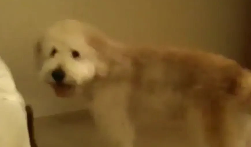 Un câine care aleargă ca un nebun uită să mai sară VIDEO