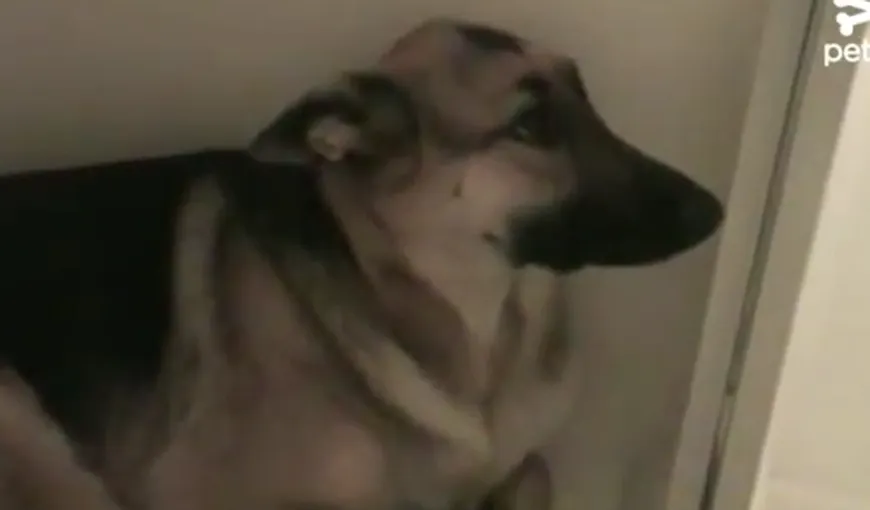 Privirea vinovată a unui câine care a făcut prostii în casă FOTO