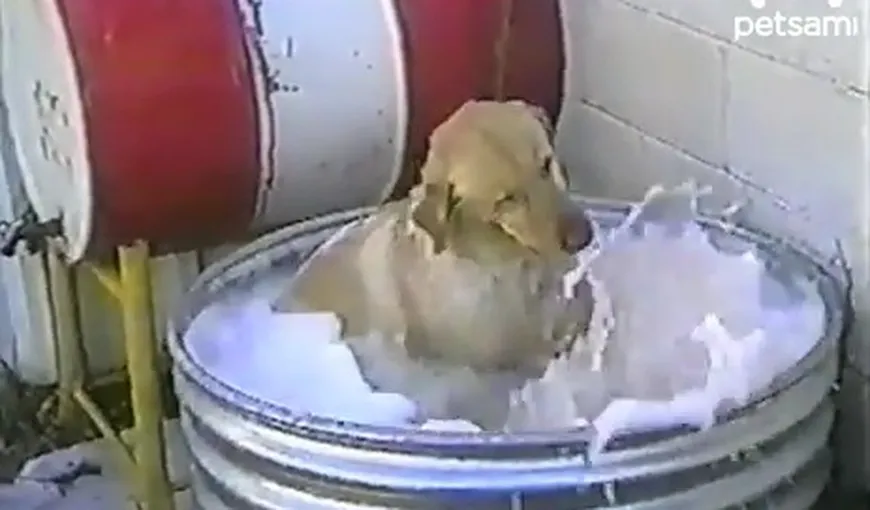 Şi câinii adoră baia cu spumă VIDEO