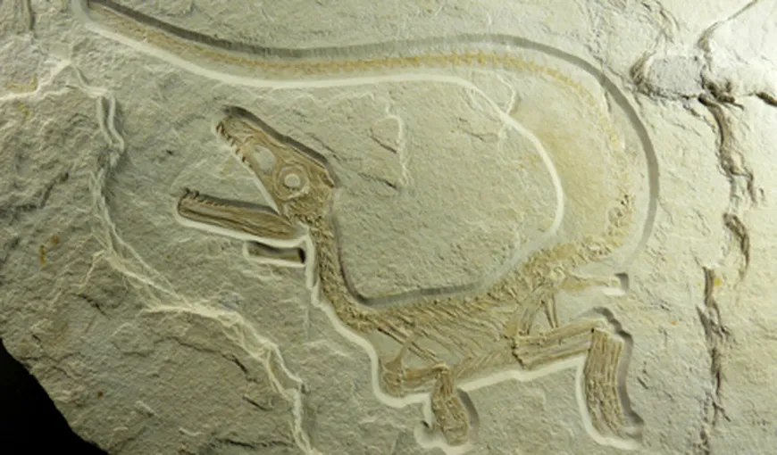 Descoperire în America de Nord: Primele fosile de dinozauri cu pene
