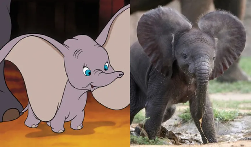 Cum arată animalele din desenele animate Disney în realitate FOTO