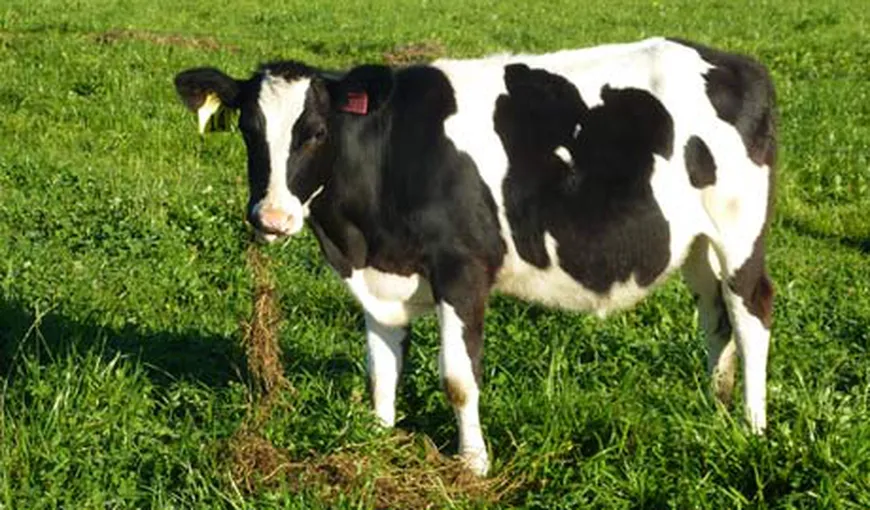 Cercetătorii au creat o vacă clonată, care ar produce lapte hipoalergenic