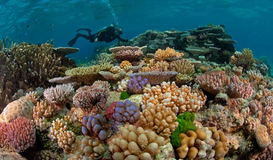 Marea Barieră de Corali a pierdut peste jumătate din recifele sale în ultimii 27 de ani
