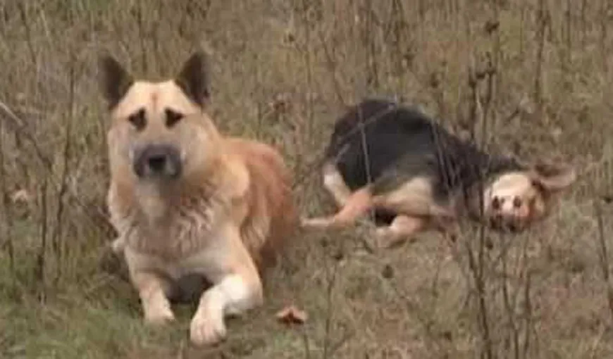 Gestul emoţionant al unui câine: Nu vrea să îşi părăsească partenera ucisă de o maşină VIDEO