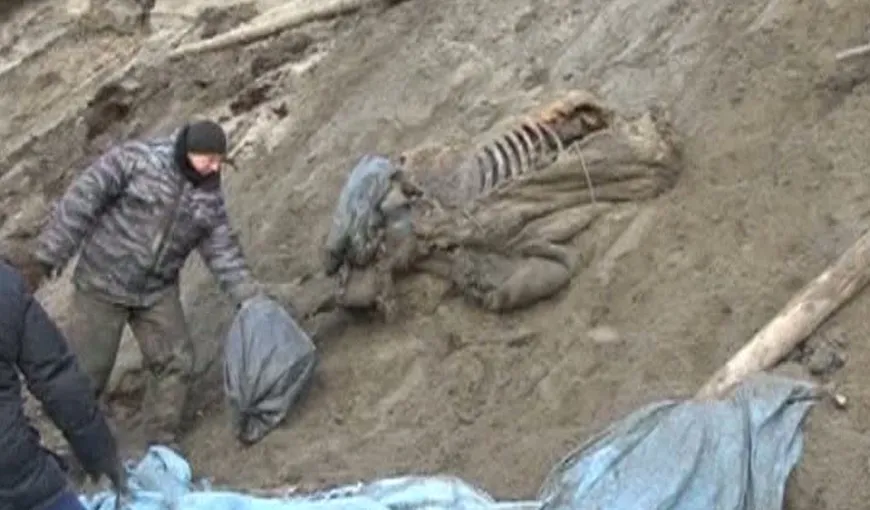 Un copil a descoperit un mamut extrem de bine conservat, în Rusia VIDEO