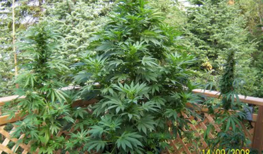 Cu drogul în bătătură: Doi bătrâni au crescut o marijuana uriaşă, ca plantă decorativă de grădină