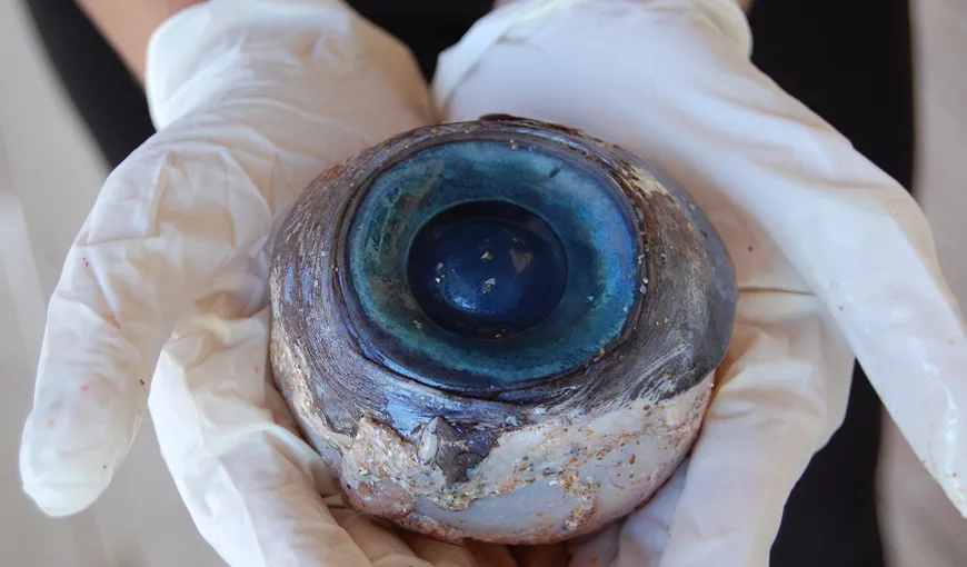 Descoperire MACABRĂ. Un ochi uriaş a fost găsit pe o plajă din Florida FOTO