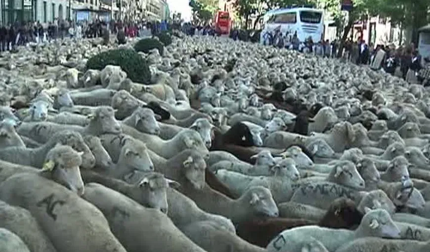 Mii de oi au invadat Madridul VIDEO