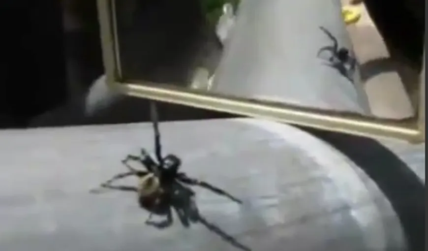 Nu te aştepţi la asta. Reacţia unui păianjen când se vede în oglindă VIDEO