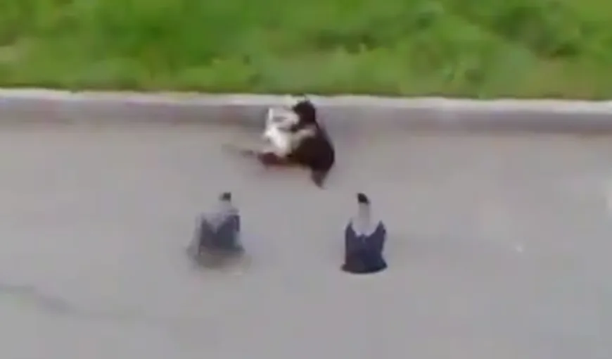 Două păsări savurează bătaia între pisici VIDEO