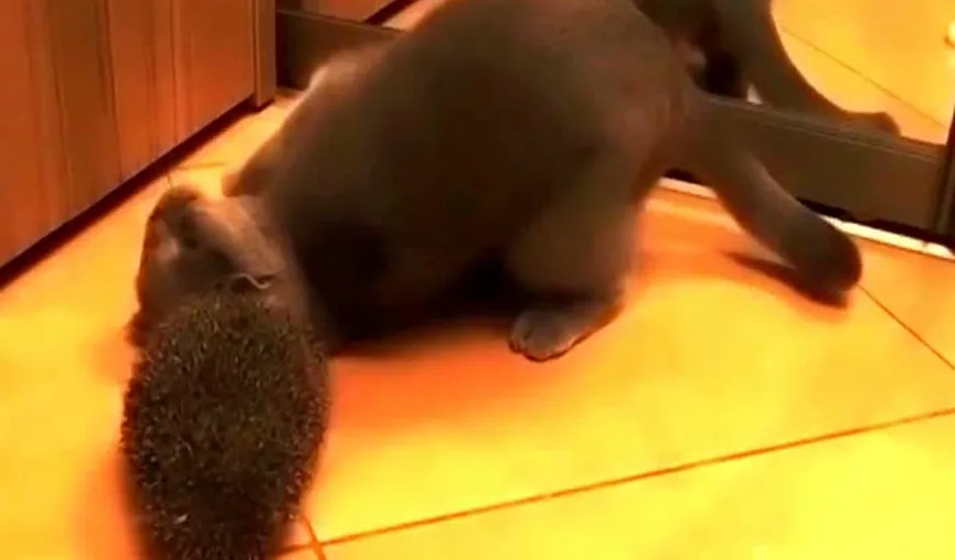O pisică cochetă foloseşte ariciul pe post de perie VIDEO