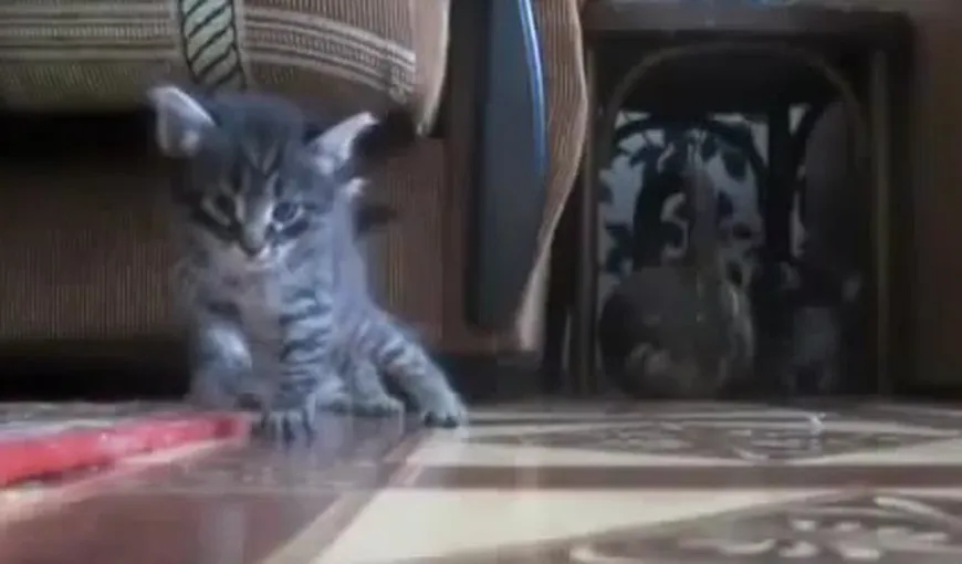 „Accident” teribil de AMUZANT: Două pisici se lovesc cap în cap VIDEO