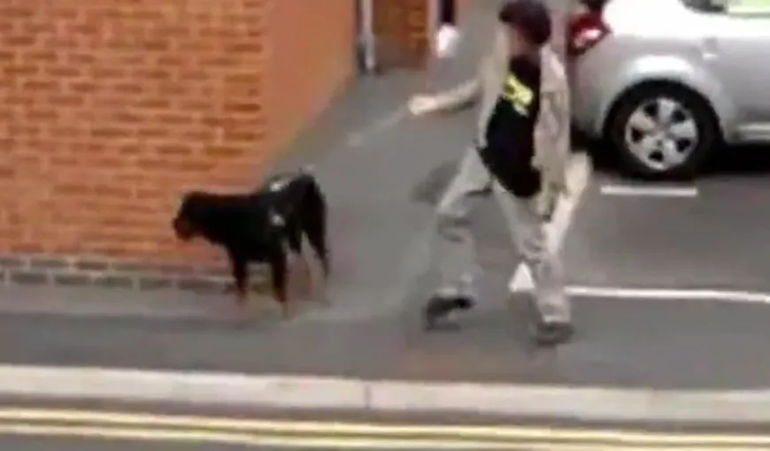Face senzaţie pe net: Un Rottweiler îi arată stăpânului prea beat drumul spre casă VIDEO