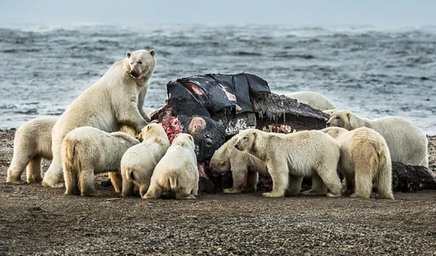 80 de urşi polari, oaspeţii neinvitaţi într-un orăşel din Alaska FOTO