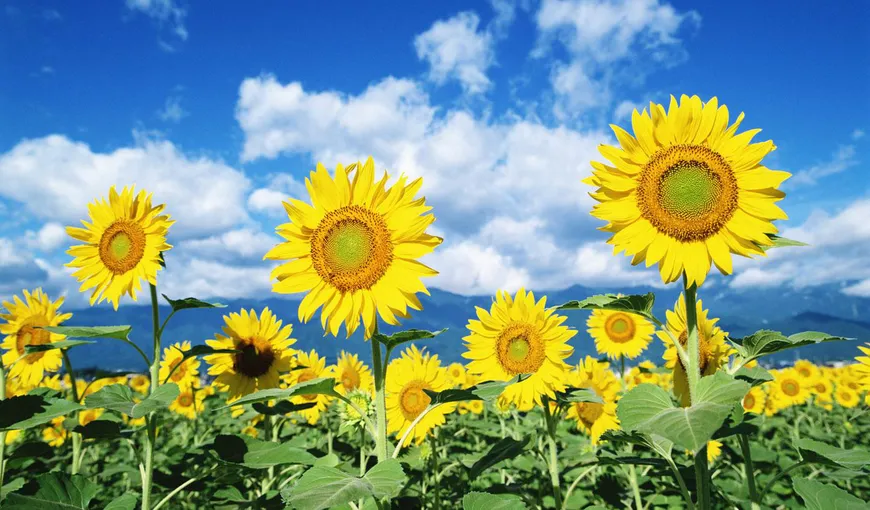 Peisaje de primăvară, în mijlocul toamnei: Floarea soarelui a înflorit a doua oară