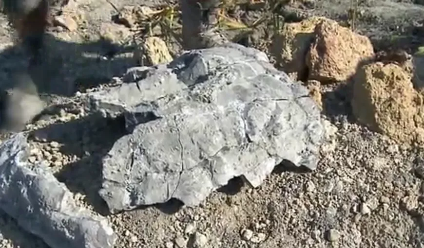 Cea mai veche fosilă de broască ţestoasă din lume, descoperită în Polonia VIDEO