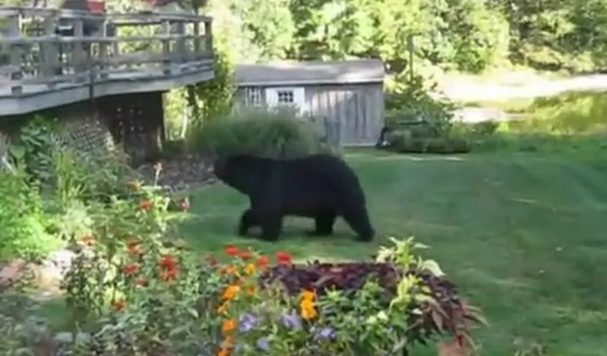 Cum să dai un urs afară din grădină VIDEO