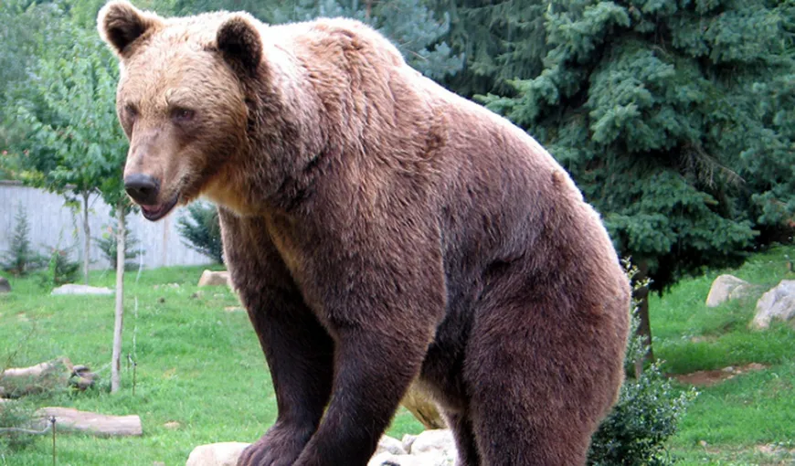 Un urs a ATACAT o gospodărie din Moroieni, judeţul Dâmboviţa