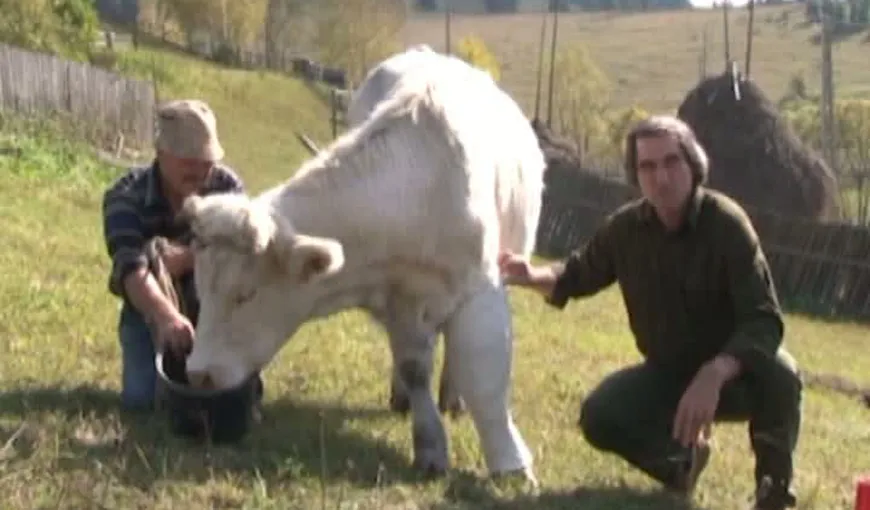 Premieră naţională în medicina veterinară: O văcuţă cu piciorul în ghips şi-a revenit VIDEO