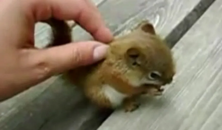 Puiul de veveriţă care îţi va topi instant inima VIDEO