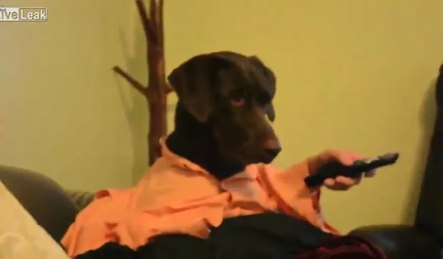 Clipul zilei: Cum trăieşte un câine în chip de om VIDEO