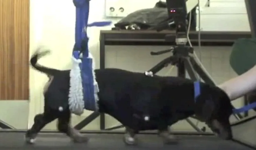 Speranţă în lumea medicinei: Mai mulţi câini paralizaţi pot să meargă, după un tratament nou VIDEO