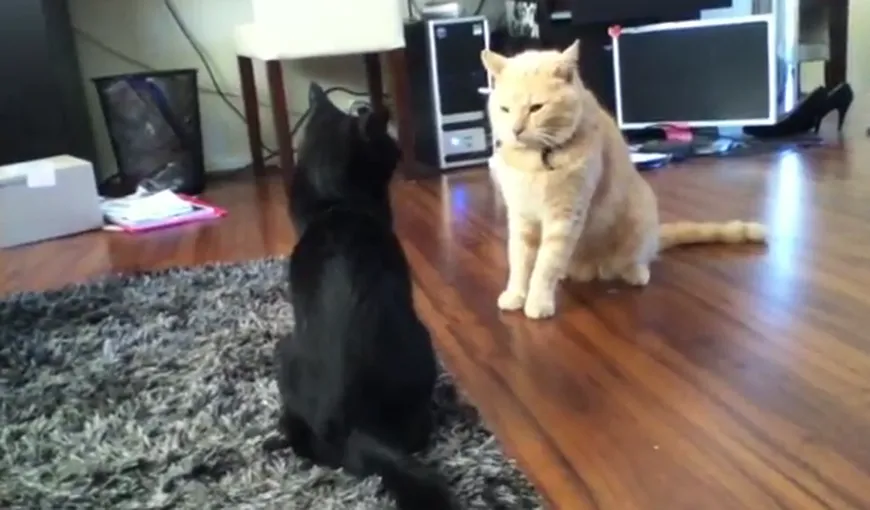 Bătaie eşuată între pisici: Două mâţe caraghioase VIDEO