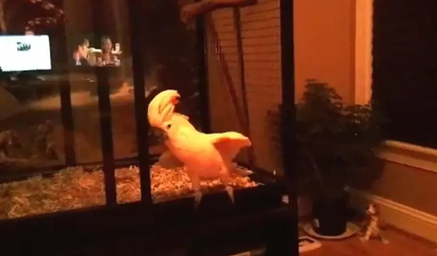 DEMENŢIAL. Şi papagalii dansează Gangnam Style VIDEO