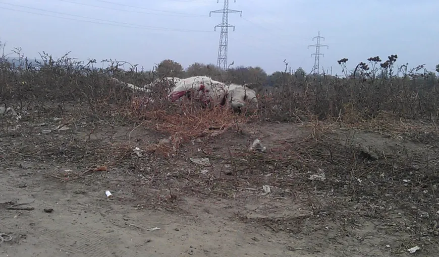 Masacru la padocul din Paşcani. Câinii maidanezi nu sunt hrăniţi şi se mănâncă între ei VIDEO
