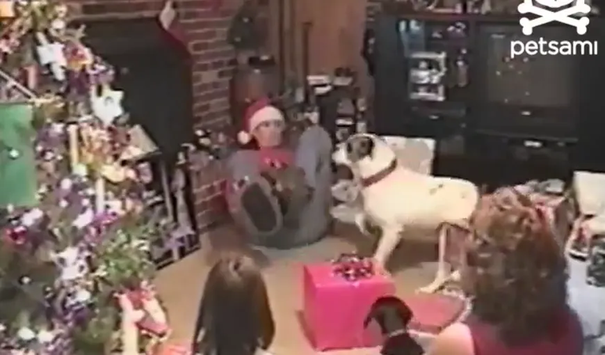 Câinele care adoră să mănânce cadourile altora de Crăciun VIDEO