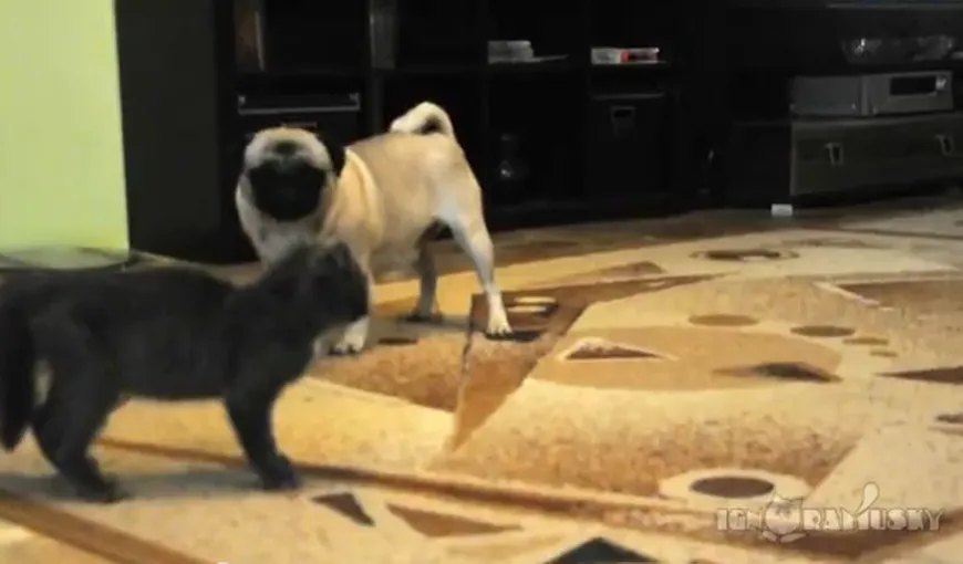 Un câine, şocat de o pisică: Ce a făcut micuţa felină de a rămas uimit VIDEO