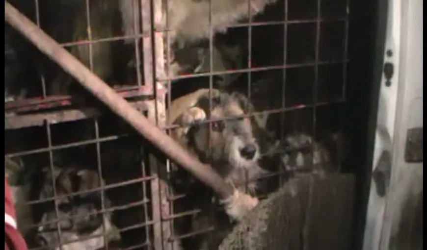 ŞOCANT Câini comunitari asfixiaţi într-o dubiţă care-i transporta de la Botoşani la Constanţa