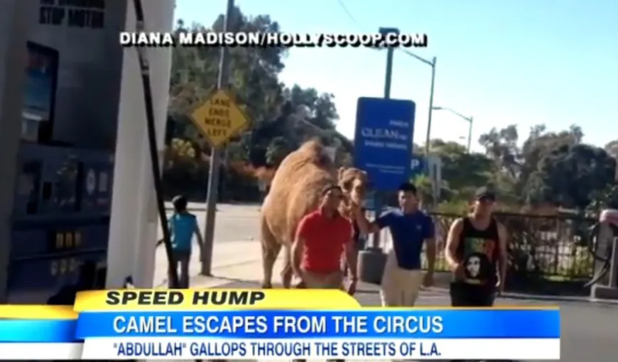 O cămilă scăpată de la circ a blocat traficul în Los Angeles