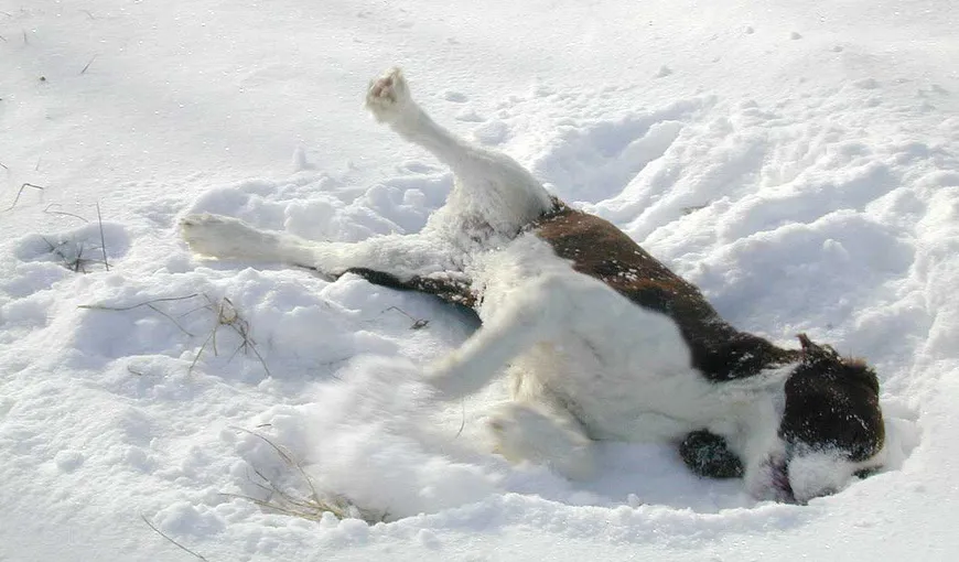 Un câine jucăuş tăvăleşte un copil prin zăpadă VIDEO