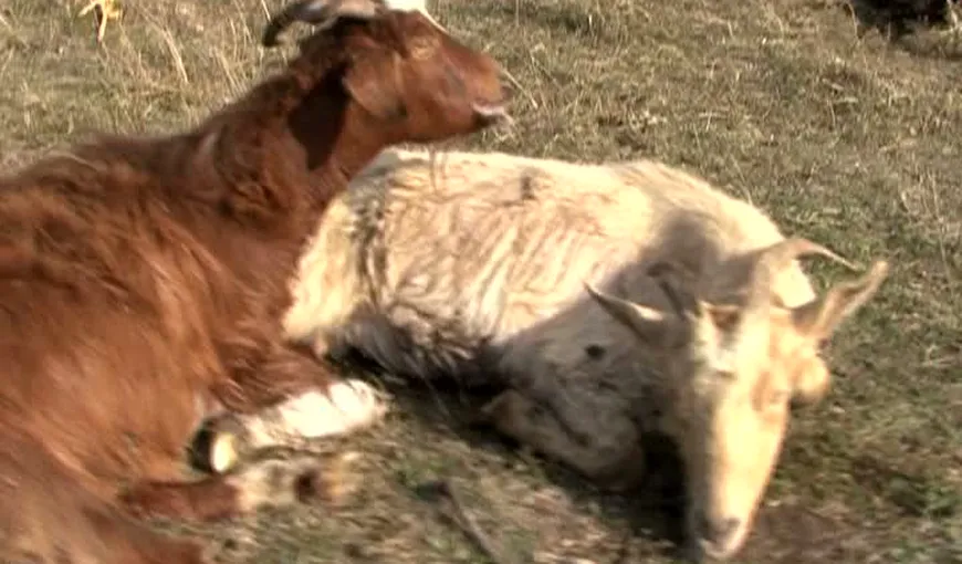 Animale otrăvite din răzbunare, după o ceartă între vecini VIDEO