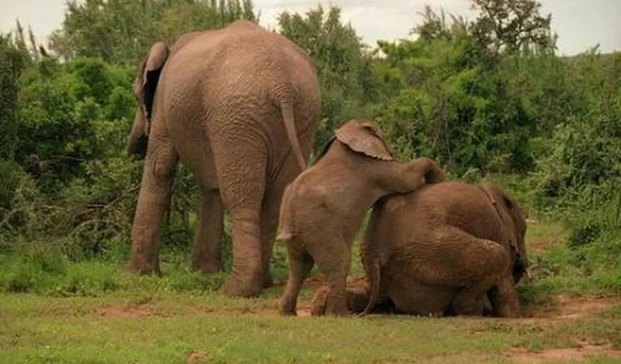 Ce fac elefanţii la beţie VIDEO
