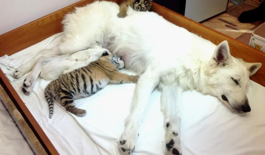 Inimă de câine: O căţeluşă a adoptat trei pui de tigru abandonaţi VIDEO