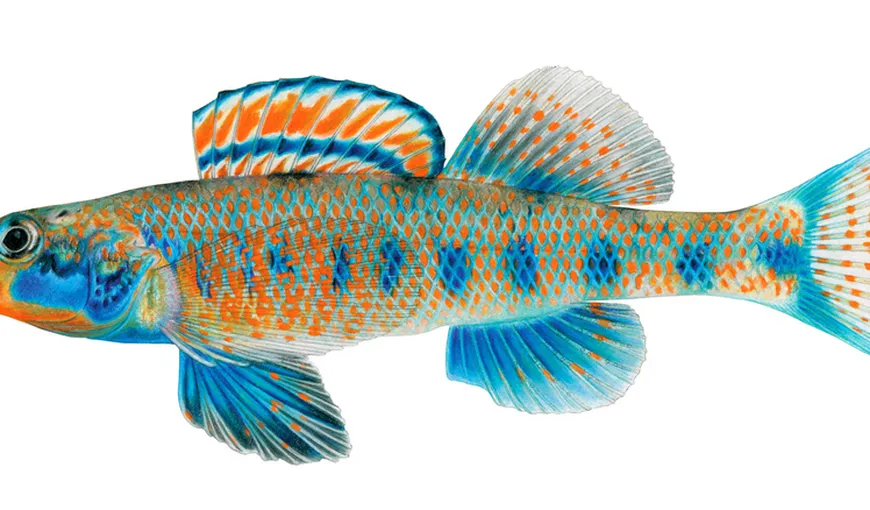 Un peştişor pe nume Obama: O nouă specie, denumită după preşedintele american FOTO