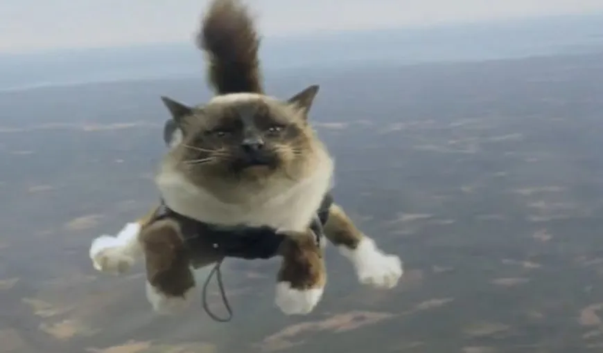 Felix Baumgartner în versiune felină: Pisicile paraşutiste, noul hit al internetului VIDEO