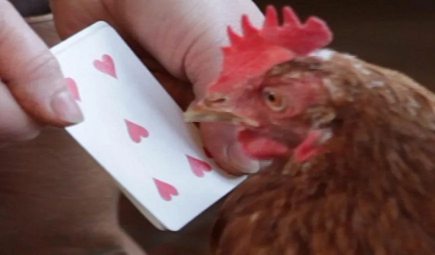 Găina care ştie să numere, noua vedetă a Internetului VIDEO