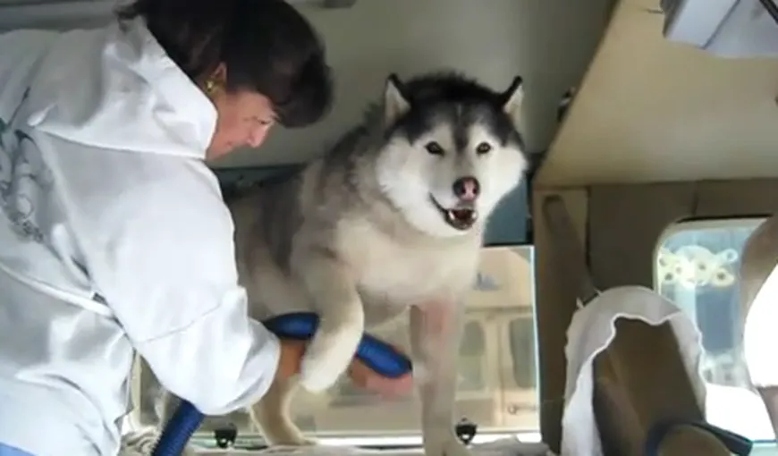 Cum reacţionează un câine atunci când este uscat cu foehnul VIDEO