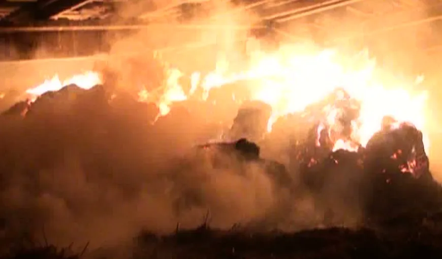 Incendiu puternic la o fermă de pui aparţinând companiei „Agricola” VIDEO
