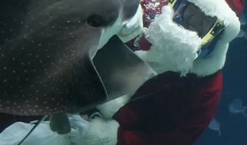 Un scafandru costumat în Moş Crăciun a deschis sezonul Sărbătorilor la un acvariu din Tokyo VIDEO