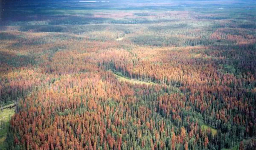 Clima din Canada, modificată cu 1 grad Celsius după ce un gândac a distrus păduri întregi
