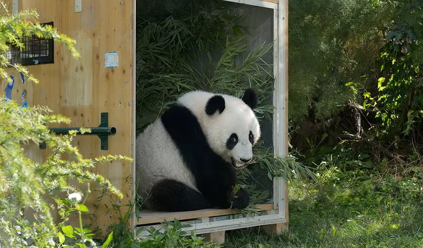 Aventurile unui ursuleţ panda: S-a născut la Viena, însă de acum încolo va trăi în China VIDEO