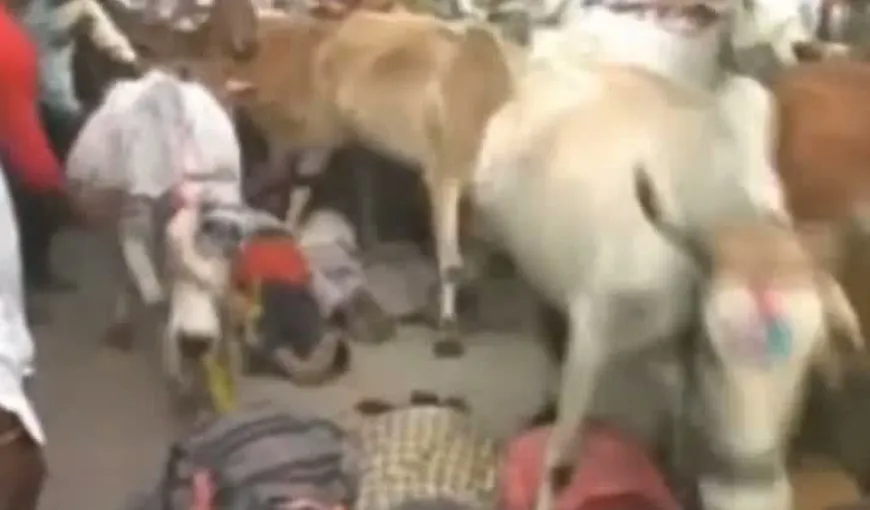 Obiceiuri periculoase: Indienii se lasă luaţi în copite de vaci, pentru noroc şi bogăţie VIDEO