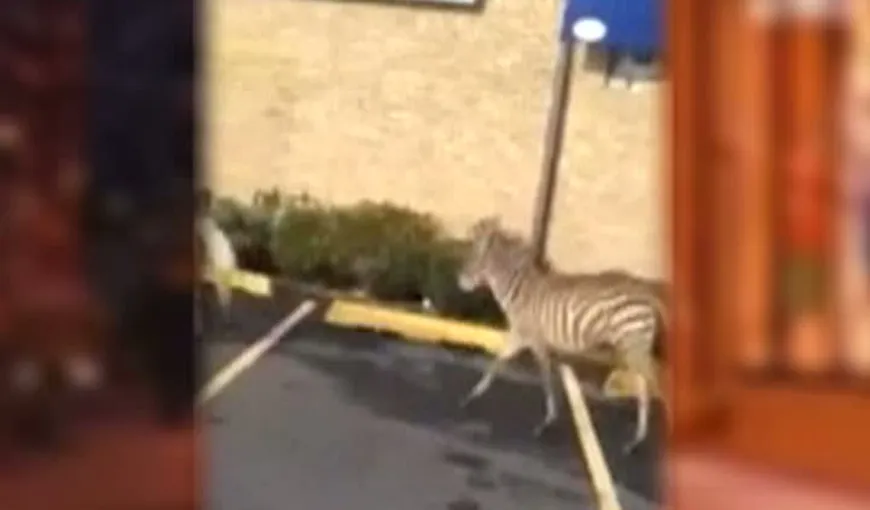 O zebră şi un ponei au evadat de la ZOO din New York VIDEO