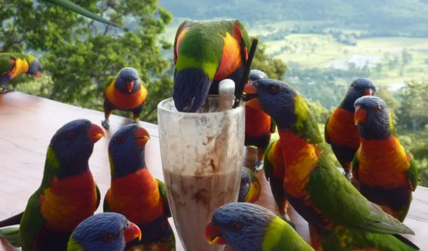 Papagalii adoră milkshake-ul: Mai multe păsări din Australia au furat băutura dintr-un bar FOTO