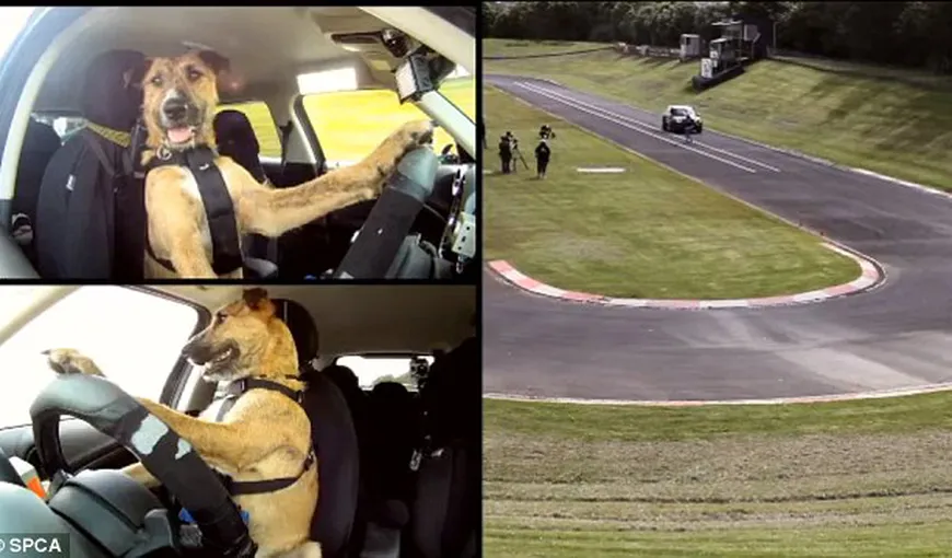 Formula Căţel: Câinii piloţi au condus o maşină pe pista de curse VIDEO