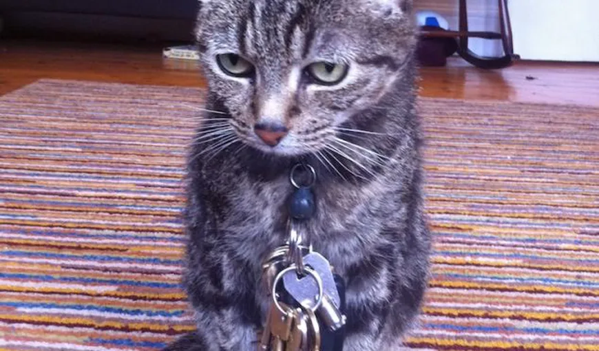 Pisica magnetică: Motanul care „atrage” toate cheile vecinilor FOTO